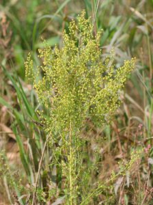 800px-Artemisia_annua(1)