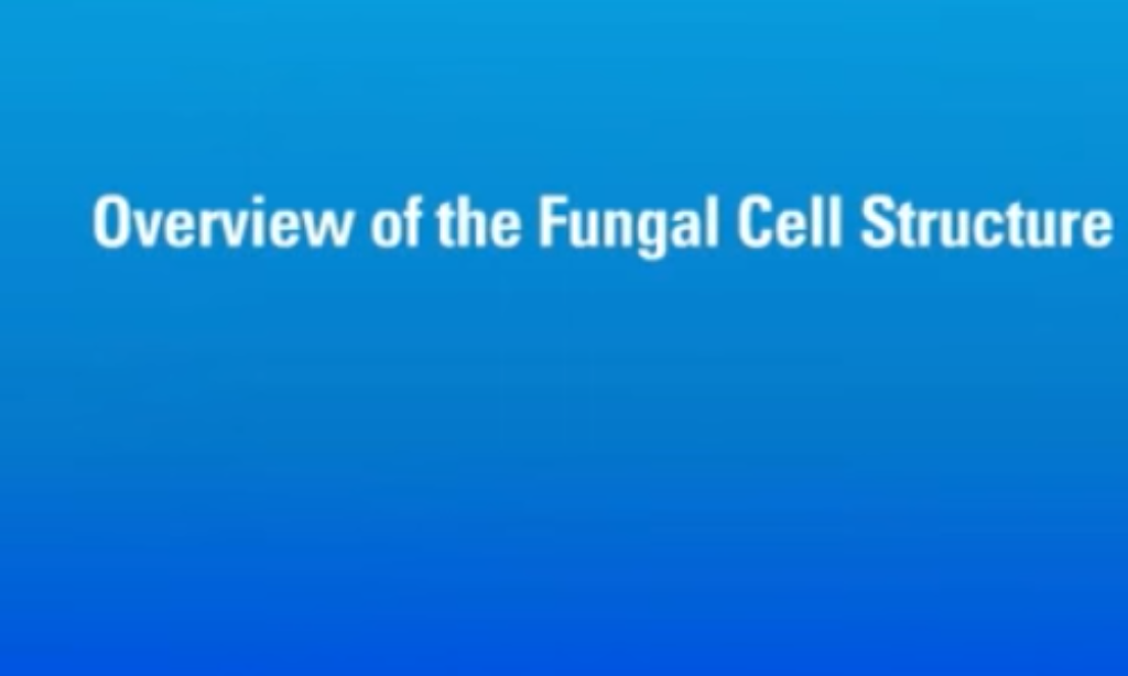 Overview of Fungal Cell Structure Biology Diagrams