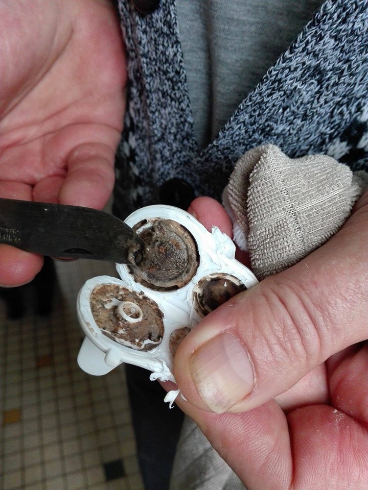 Spout opened exposing mould contamination