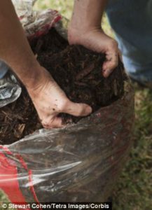 Spores can be highly concentrated when composting in bags