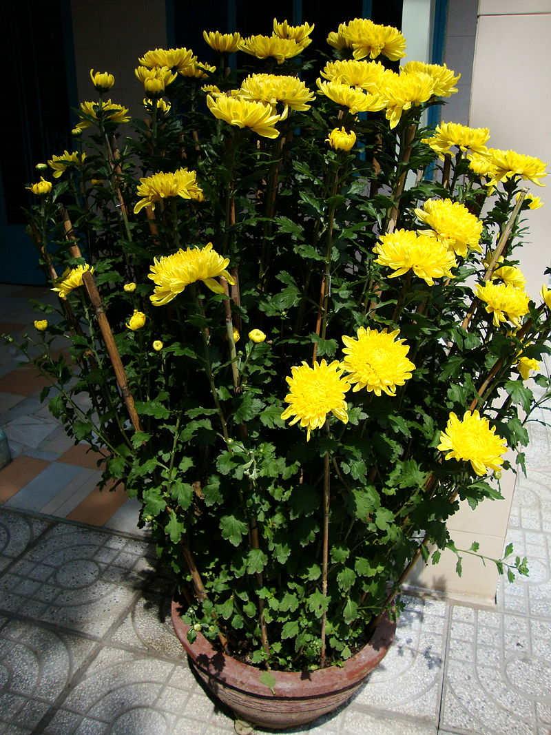 Chrysanthemum morifolium (Florists Chrysanthemum)