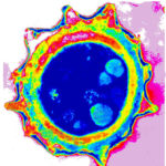 A niger mature conidium TEM in vitro (РКПГF-1124)
