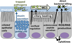 Mucociliary clearance