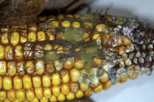 Mouldy maize