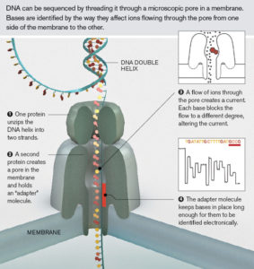 nanopore_x616[1]