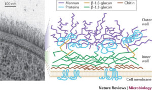 candida cell surface