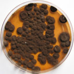 Image 3. Pigmentation of Aspergillus versicolor colonies ranged from pale green to greenish-beige, pink-green, dark green and brown. Reverse is usually reddish. The growth rate is usually slow. Cultured on Sabouraud dextrose agar with chloramphenicol. 