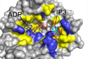 Diagram of the protein Arg1