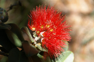 A healthy ohia tree crown