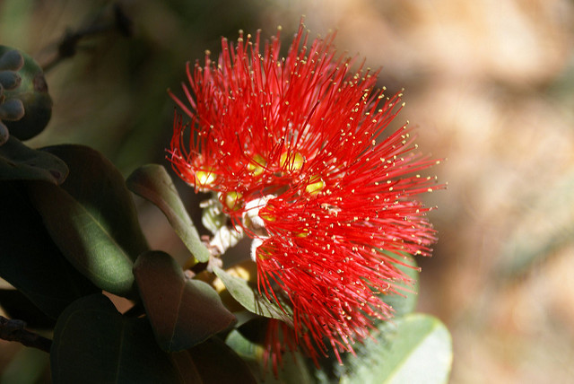 A healthy ohia tree crown