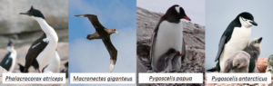 Four antarctic bird species