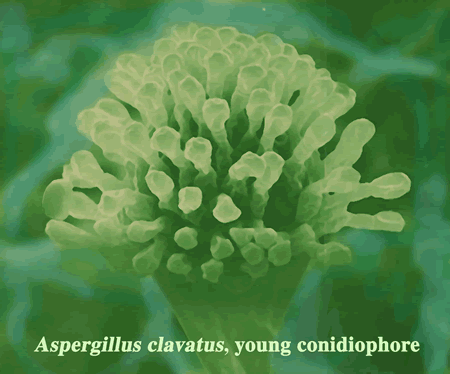 Clavatus300dpi