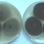 fumcol1