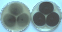 fumcol1
