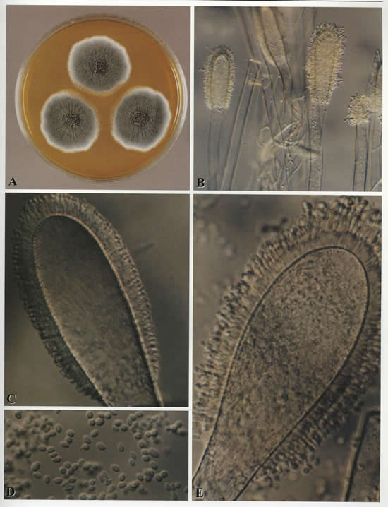 microclavatus
