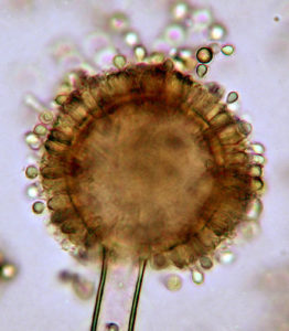 Aspergillus conidiophore